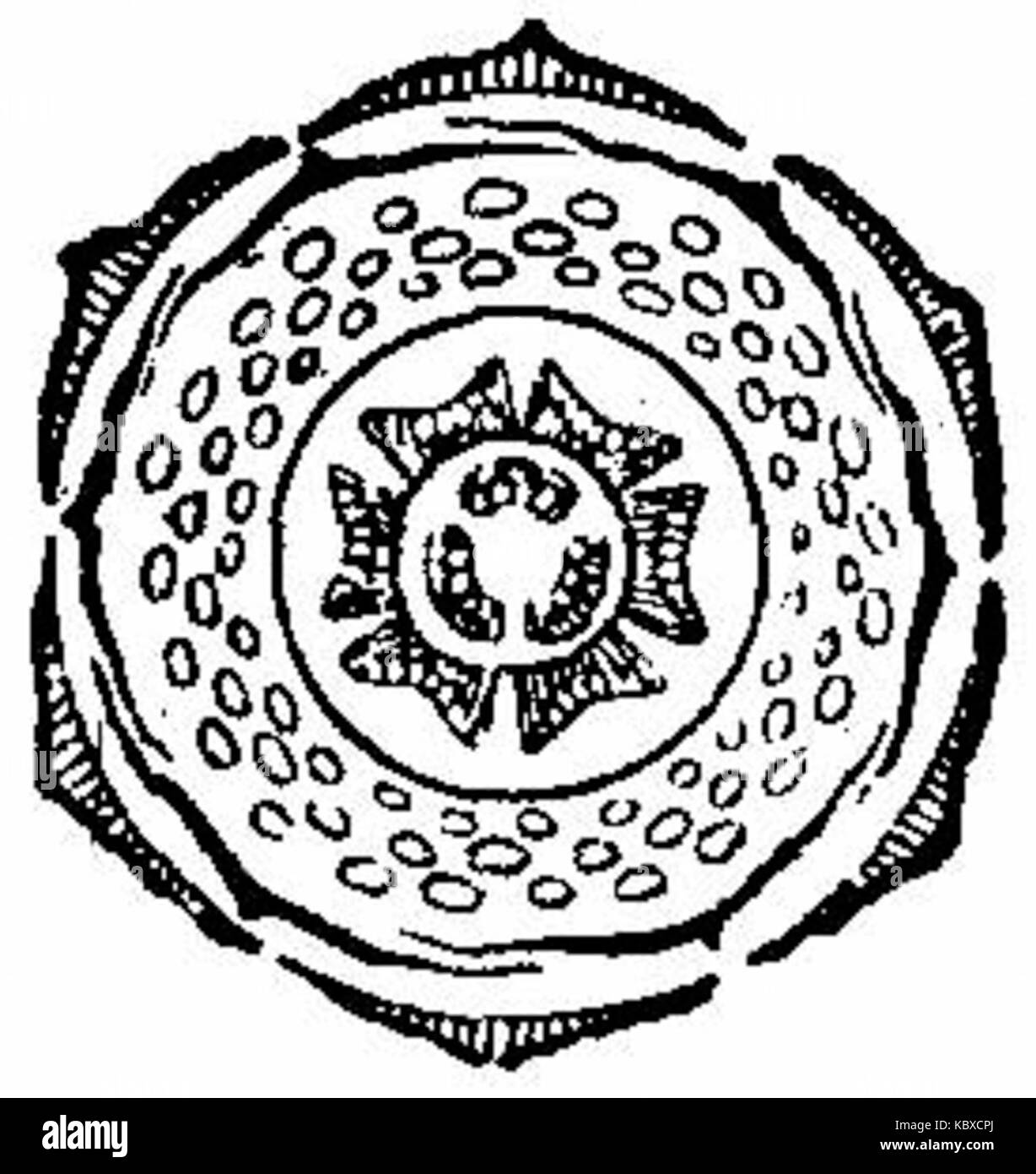 Britannica Pomegranate Floral Diagram Stock Photo