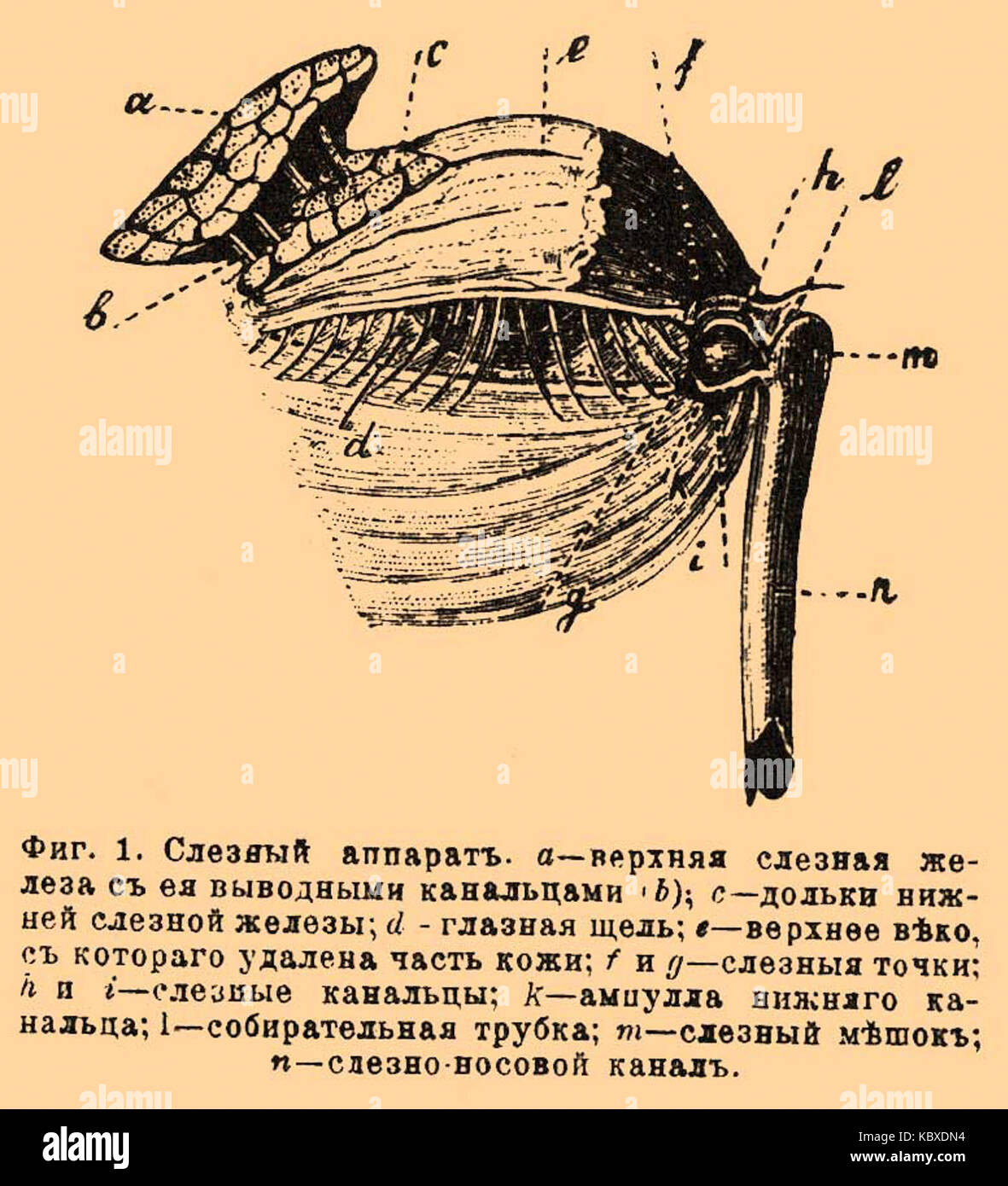 Слезная железа железы. Строение слезной железы. Выводные канальцы слезной железы. Слезная железа состоит из частей. Орбитальная часть слезной железы.