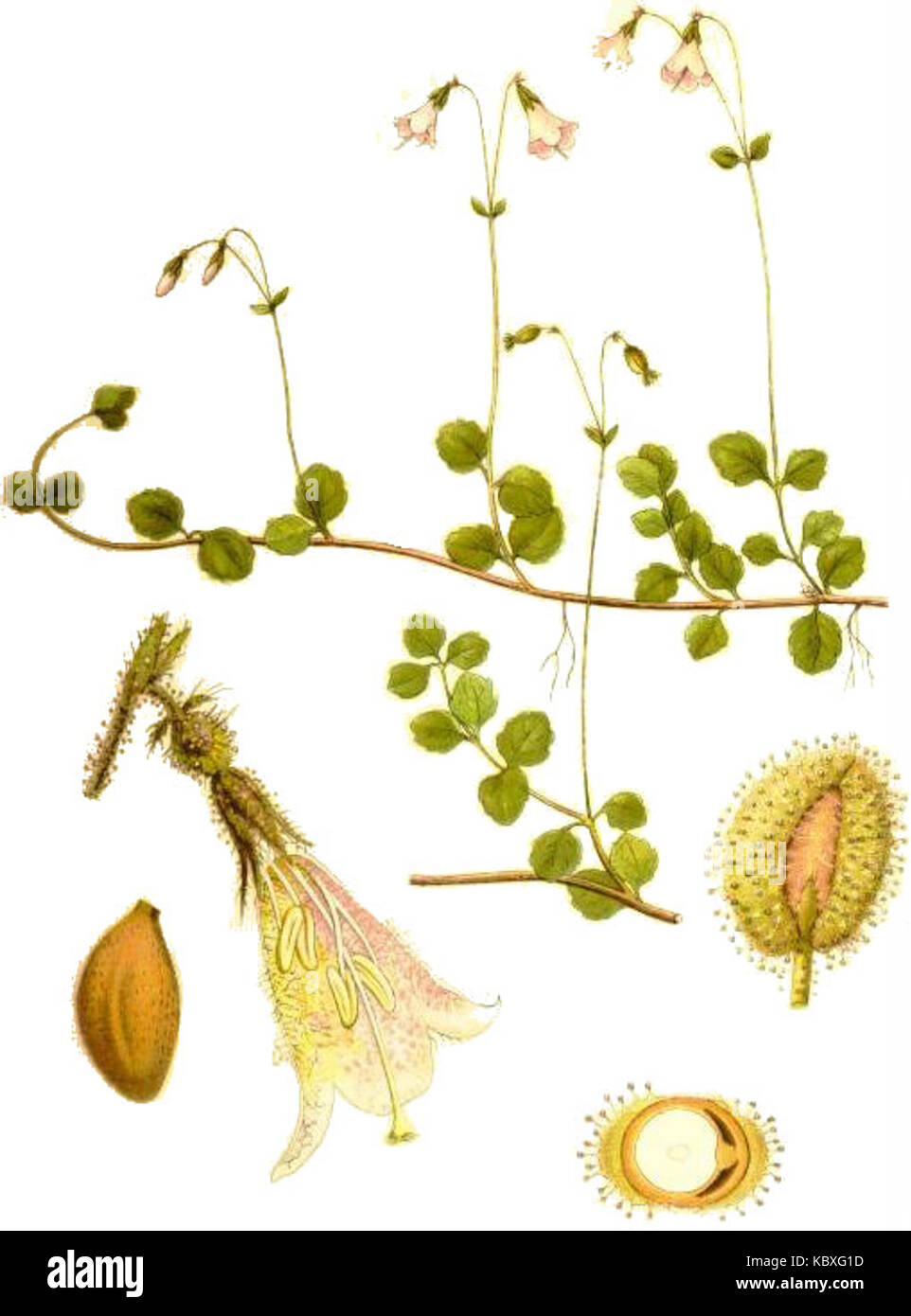 Linnaea borealis0 Stock Photo