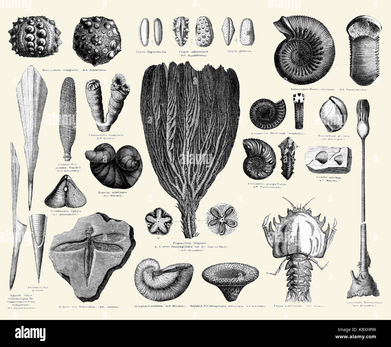 Invertebrate Jurassic fossils Stock Photo Alamy