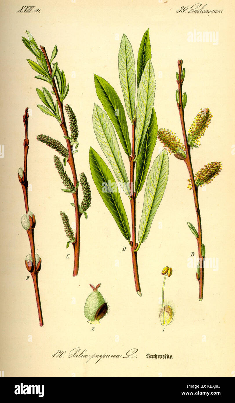 Illustration Salix purpurea0 Stock Photo