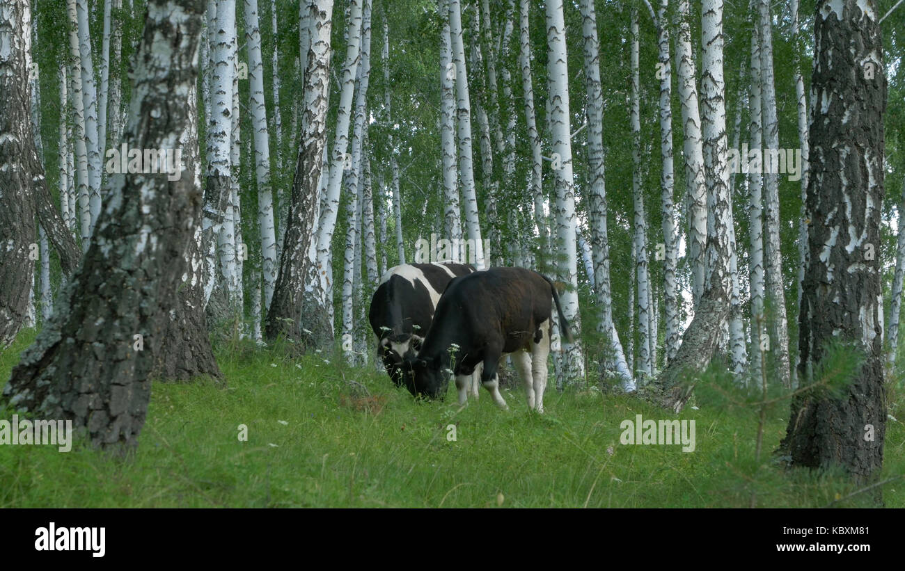 Cows grazing on a green meadow. Cow in forest. Cow in the forest eating