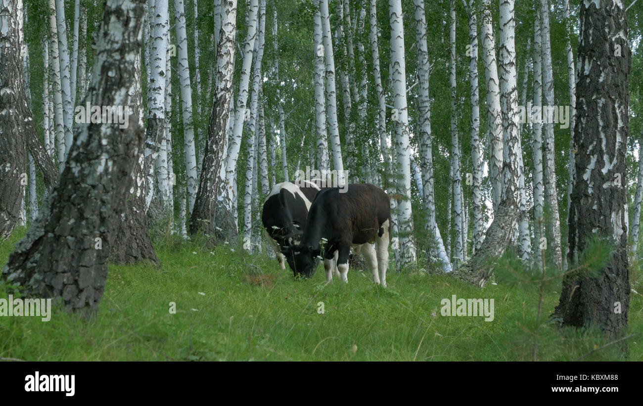 Cows grazing on a green meadow. Cow in forest. Cow in the forest eating ...