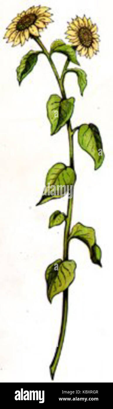 Tall flower stems hi-res stock photography and images - Alamy