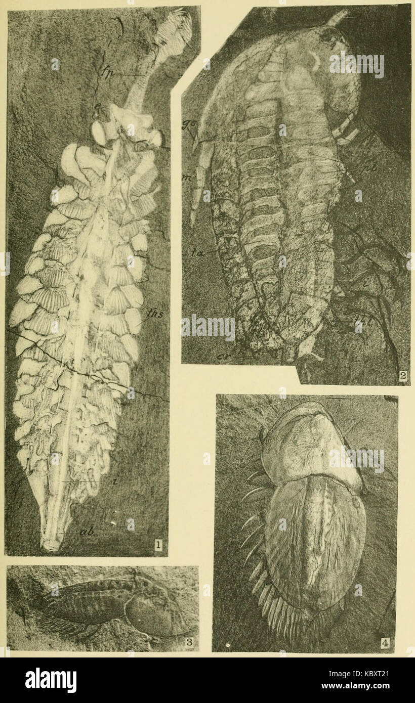 Walcott Cambrian Geology and Paleontology II plate 28 Stock Photo Alamy