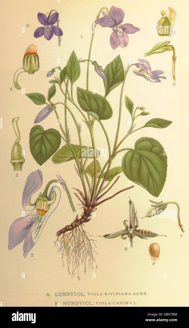 Viola riviniana and canina Stock Photo