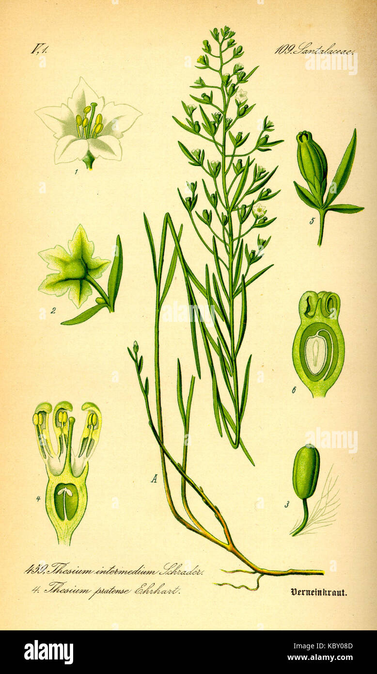 Illustration Thesium pyrenaicum0 Stock Photo
