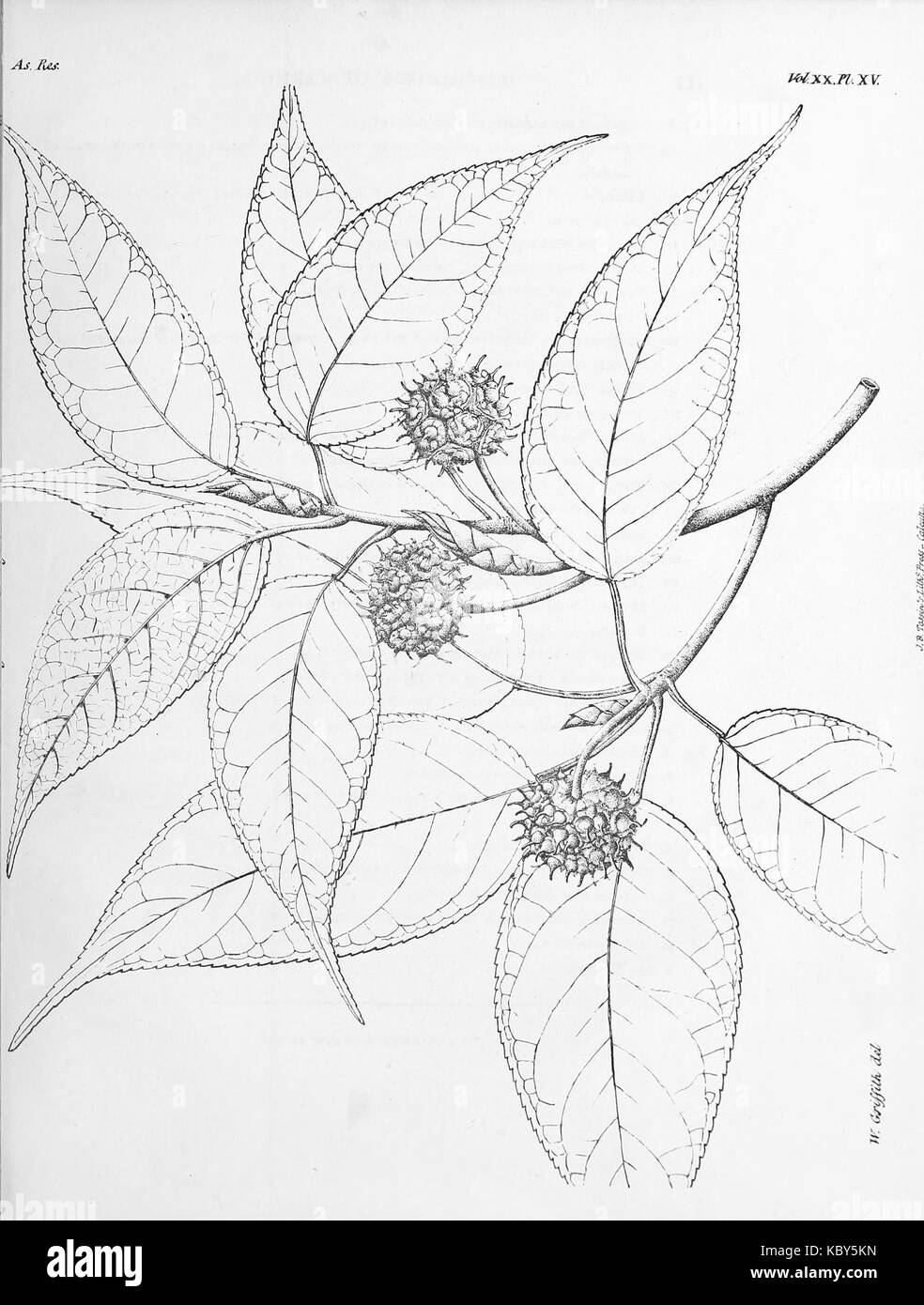 Sedgwickia cerasifolia Griffith 1836 Stock Photo