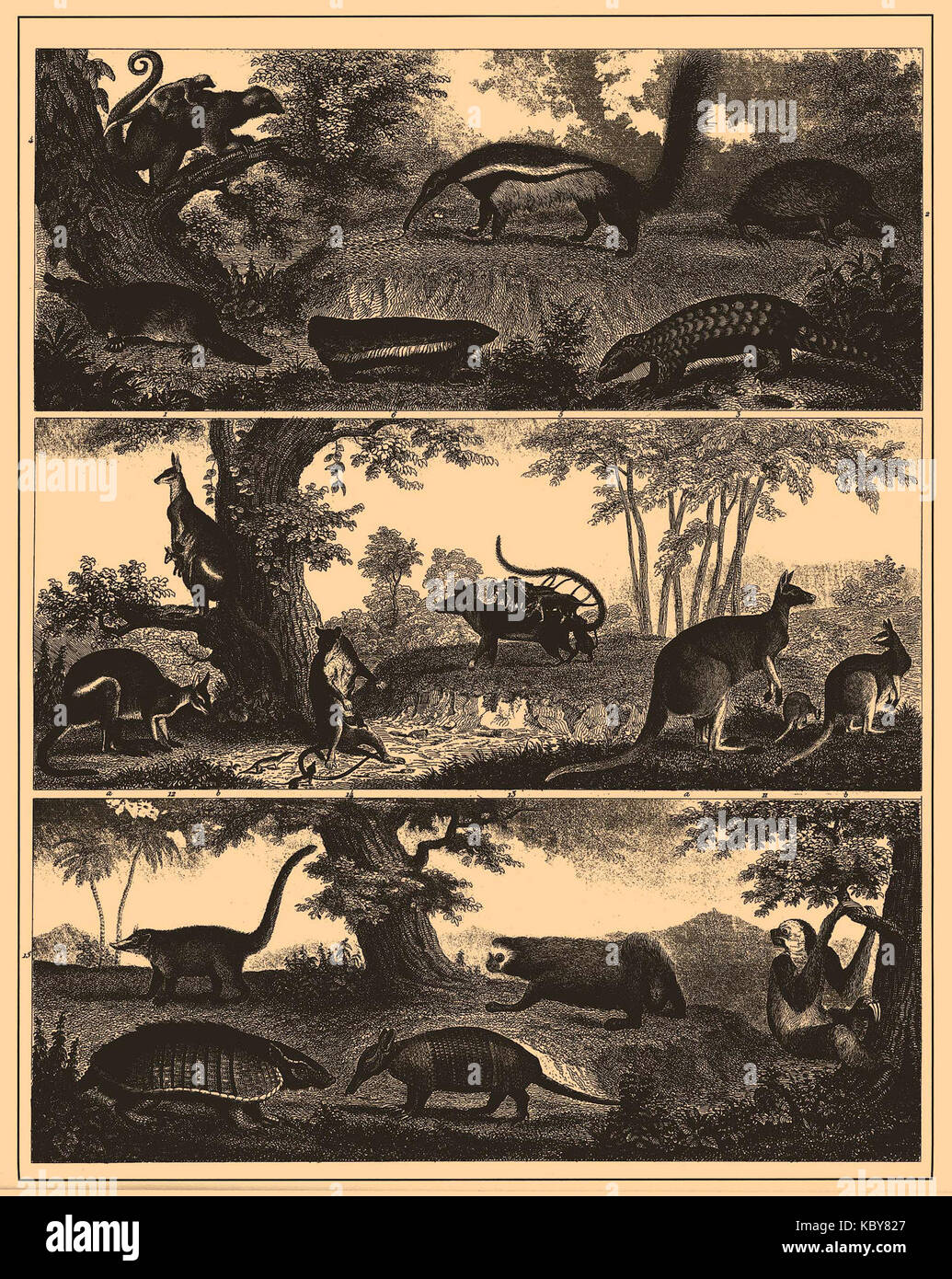 Iconographic Encyclopedia of Science, Literature and Art 132 Stock ...