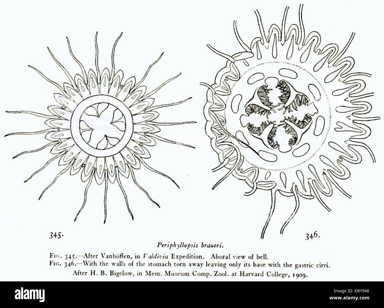 Medusae of world vol03 fig345 346 Periphyllopsis braueri Stock Photo