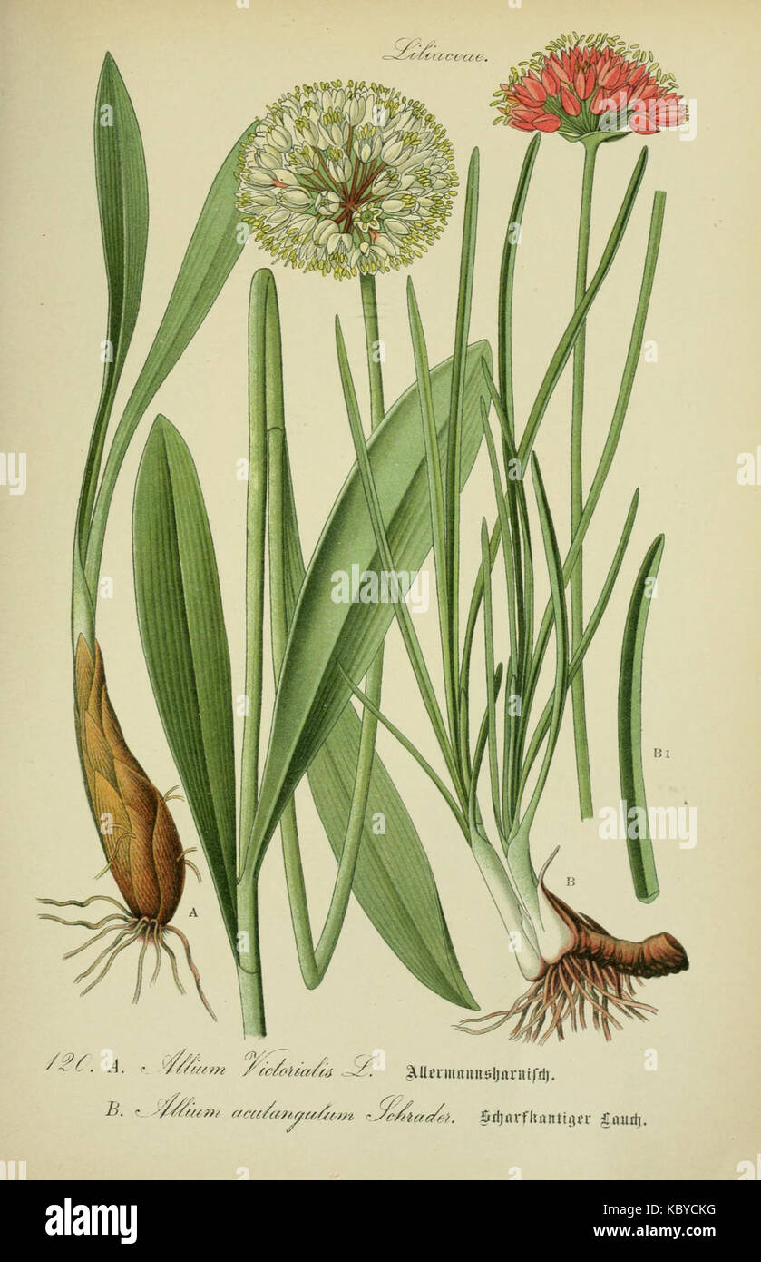 Flora von Deutschland p120   Allium victorialis, Allium lusitanicum Stock Photo