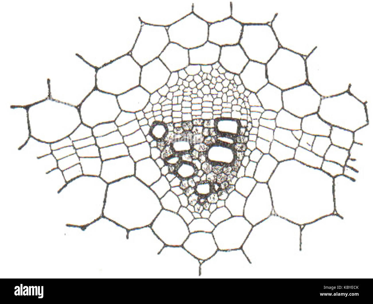 NSRW A Collateral Vascular Bundle Stock Photo
