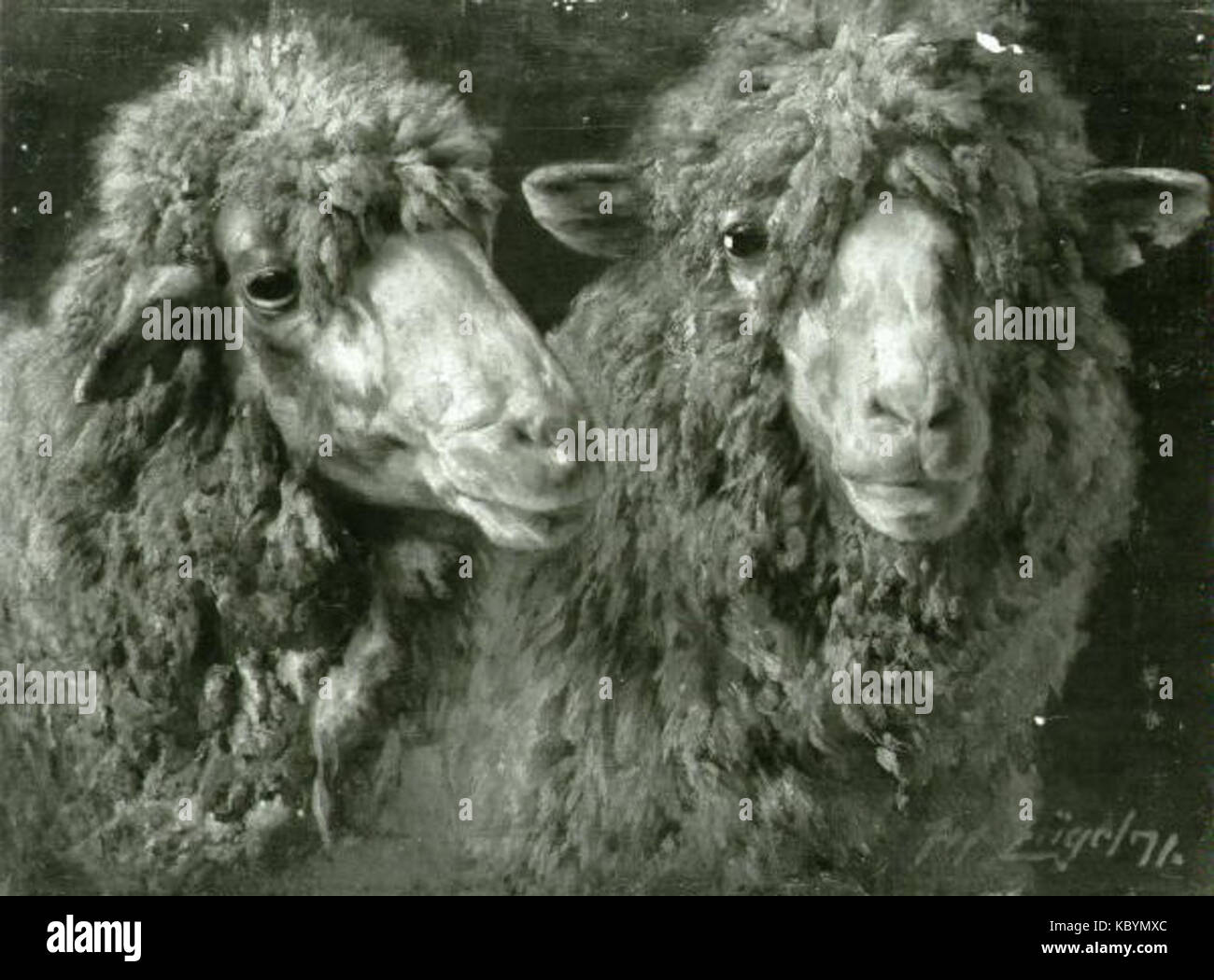 Heinrich Johann Zugel 1850 1941 Hlavy dvou ovci Stock Photo - Alamy
