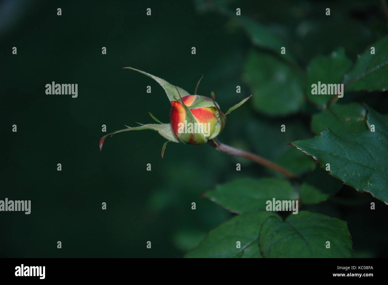 Budding Rose Stock Photo Alamy