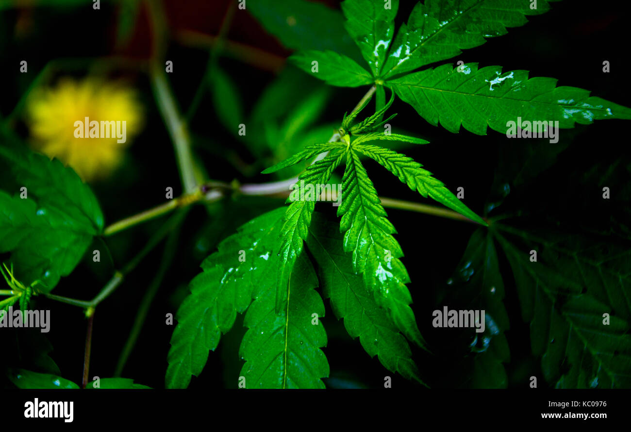 closeup on fresh leaf of marijuana Stock Photo