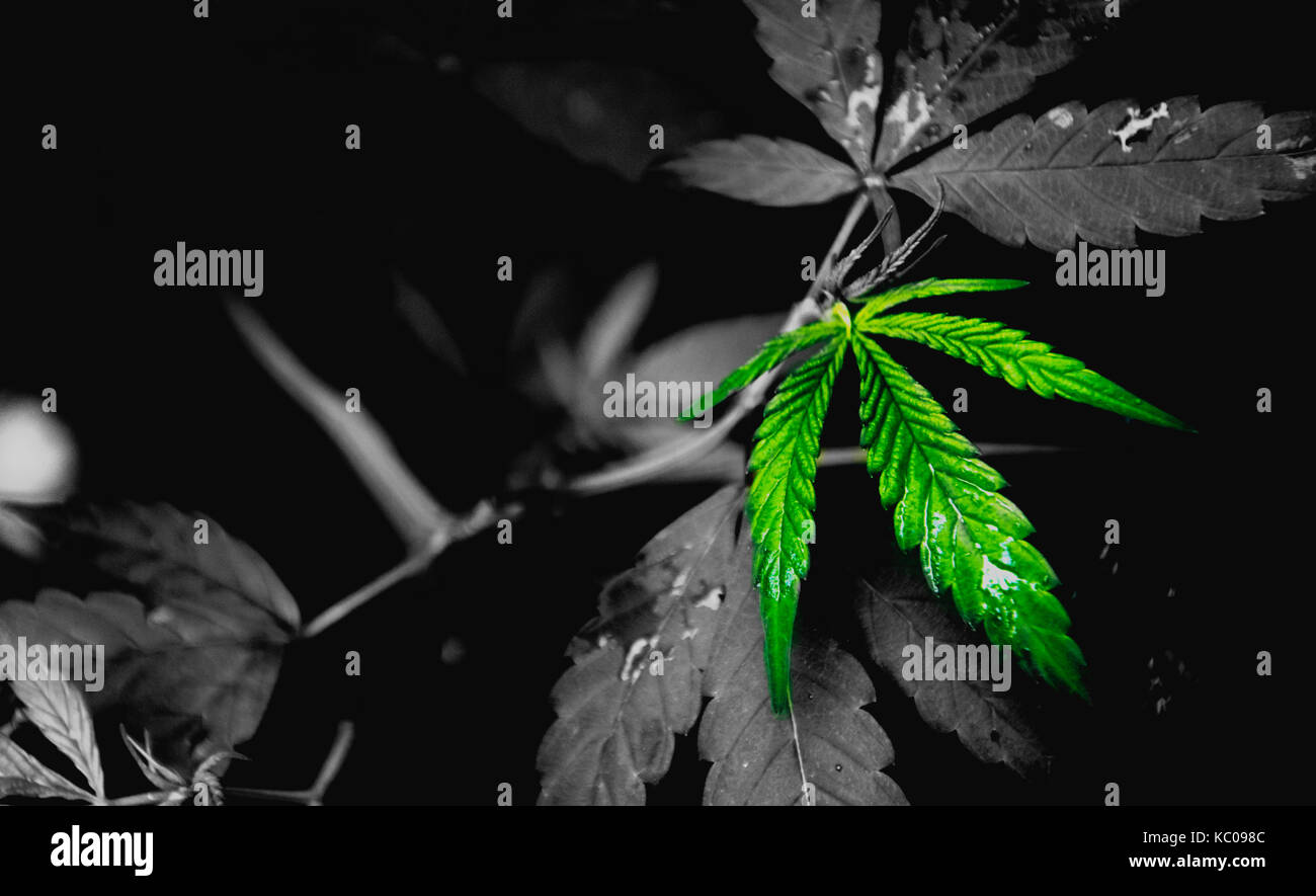 soft focus on fresh leaf of marijuana isolated with color pop up Stock Photo