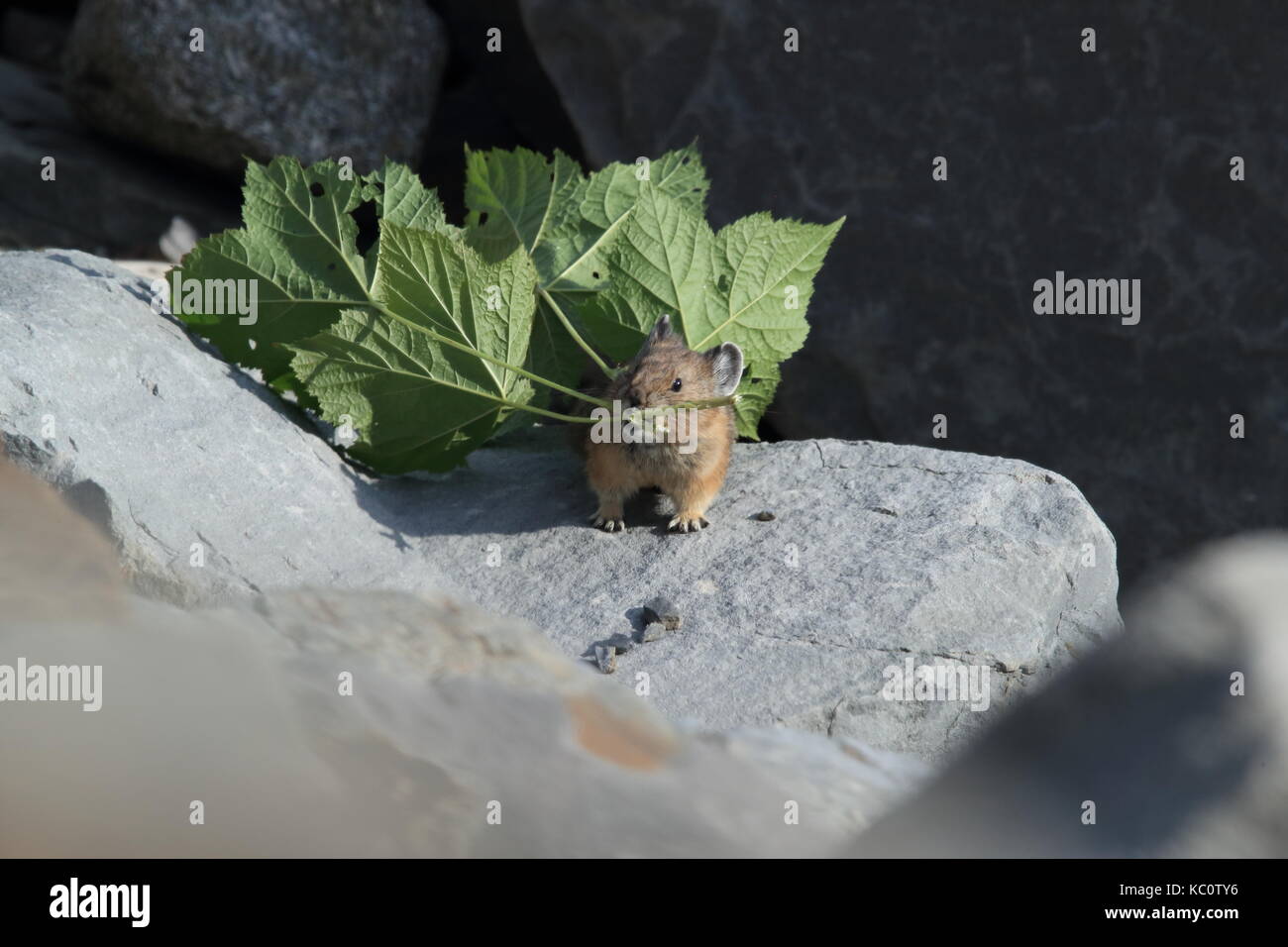 Pika Glacier NP Montana USA Stock Photo - Alamy