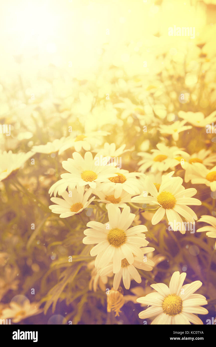 art vintage flowers background Stock Photo - Alamy