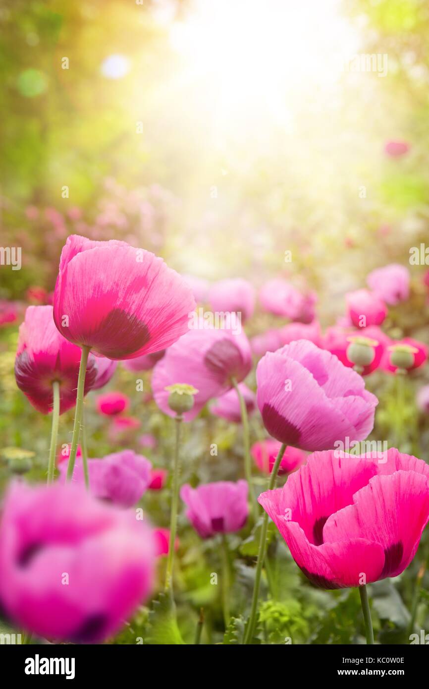 abstract Floral background Stock Photo - Alamy