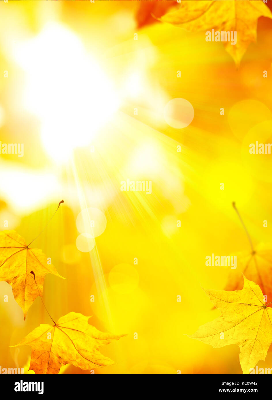 autumn background with yellow leaves of autumn tree lit by the sun ...