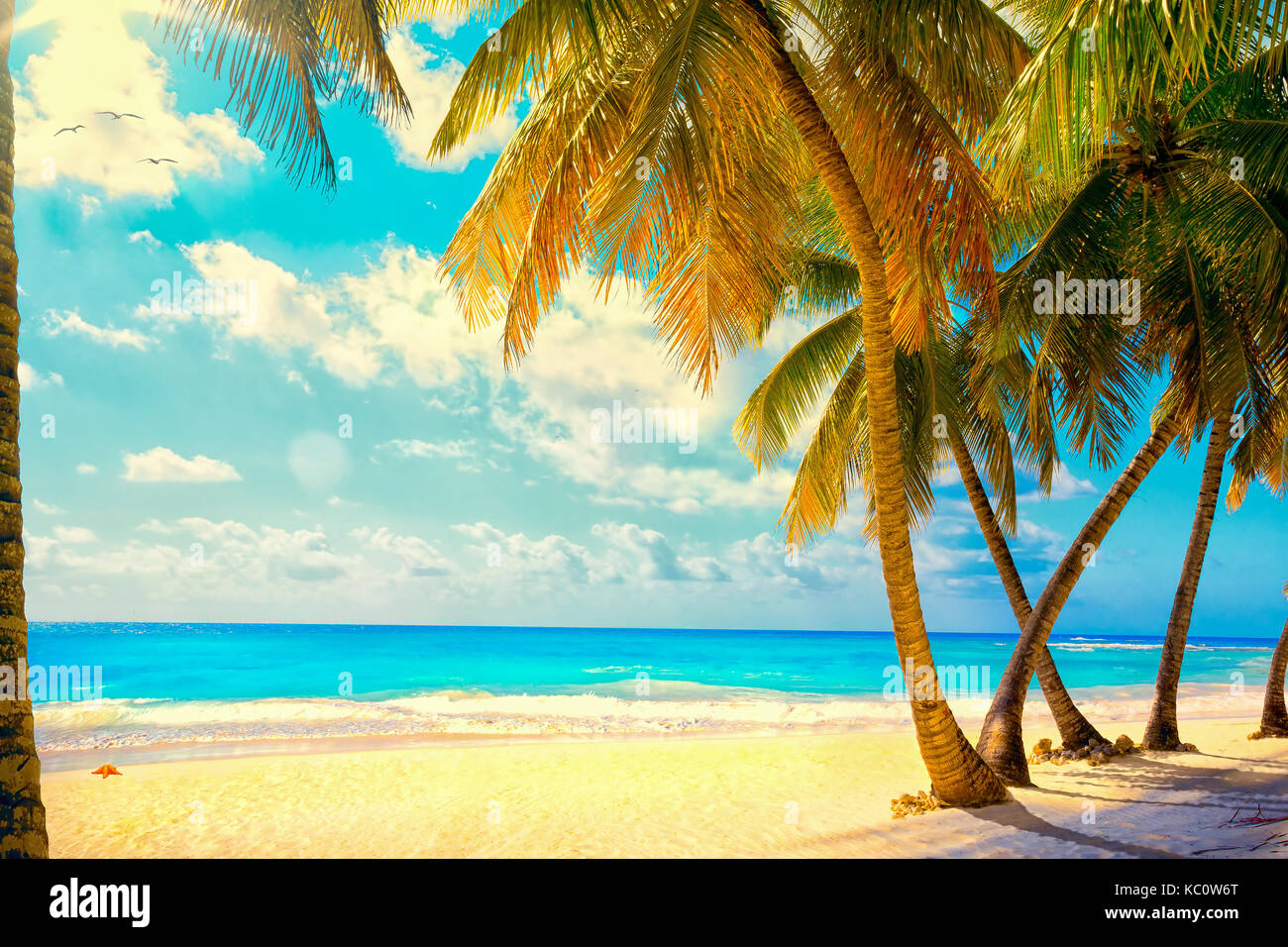 Art Beautiful sunset over the sea with a view at palms on the white beach on a Caribbean island Stock Photo
