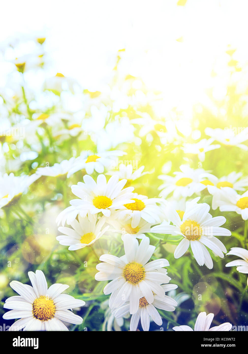 Art Bright summer flowers Natural background Stock Photo - Alamy