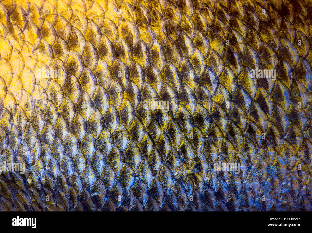 Art Real walleye Fish Scales Background Stock Photo Alamy