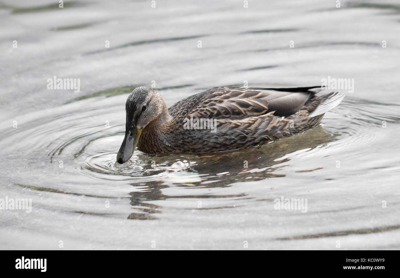 Wild duck swimming in water Stock Photo