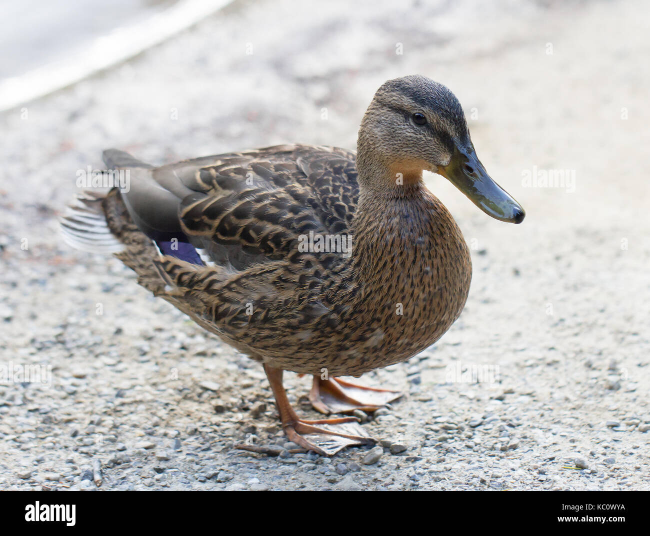 Wild duck Stock Photo