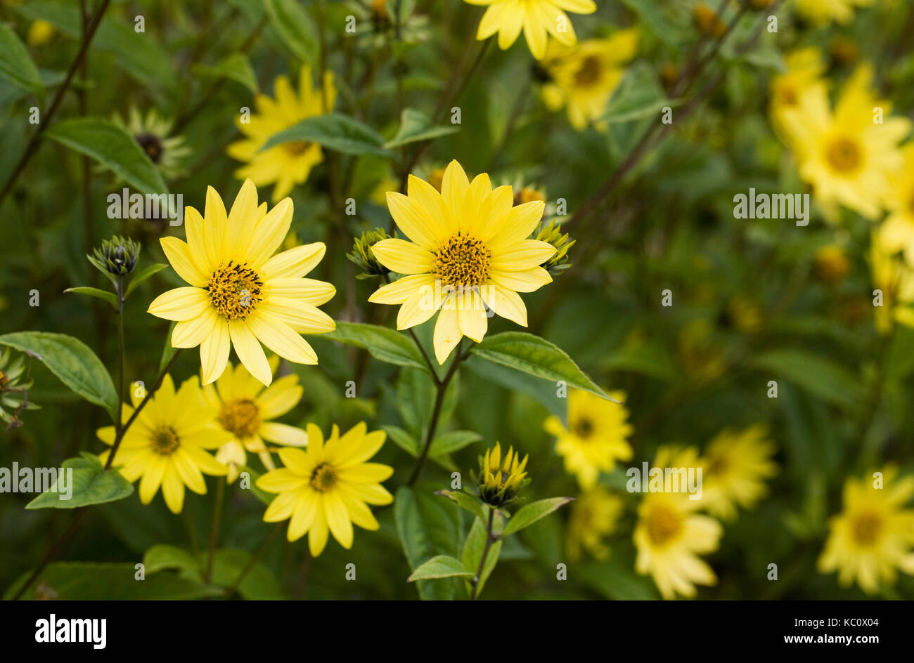 Helianthus 'Lemon Queen' flowers. Perennial sunflowers. Stock Photo