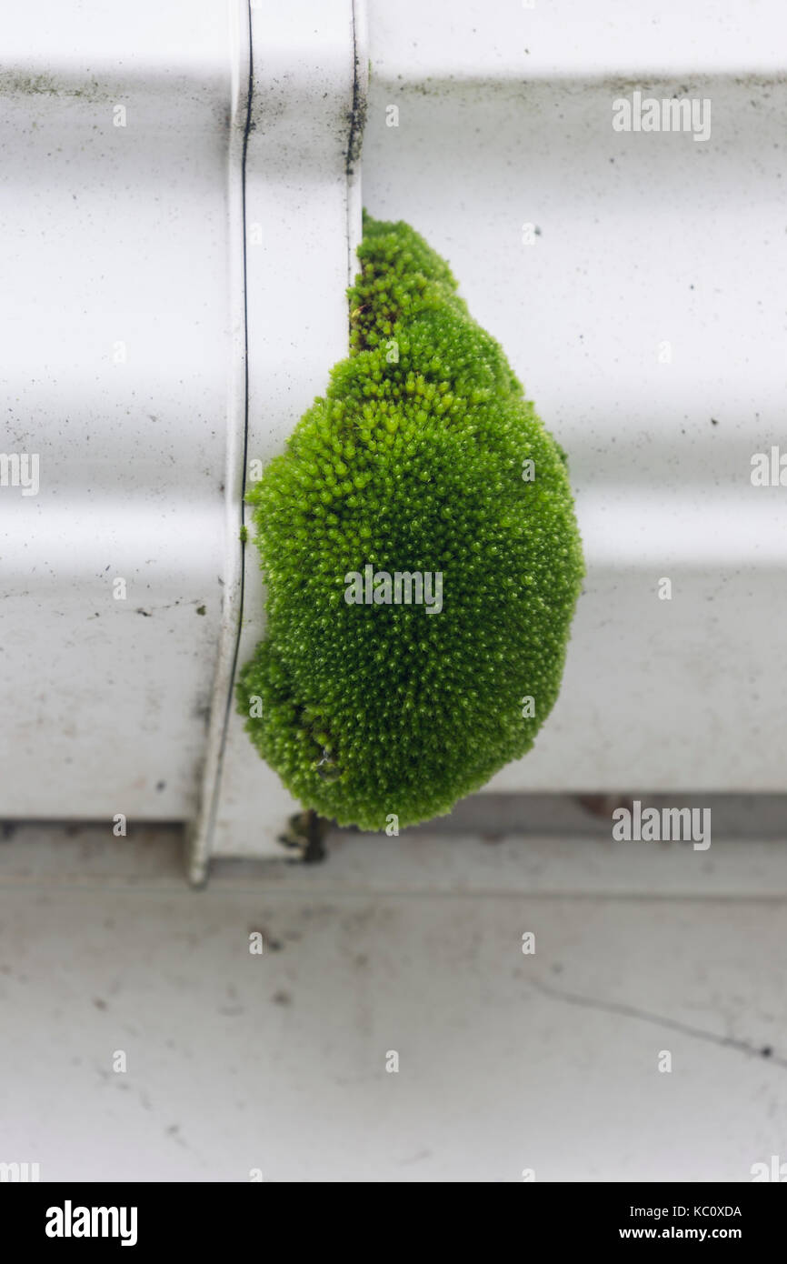 Capillary Thread-moss, Bryum capillare, growing on the plastic guttering of a house, Monmouthshire, Wales, September Stock Photo