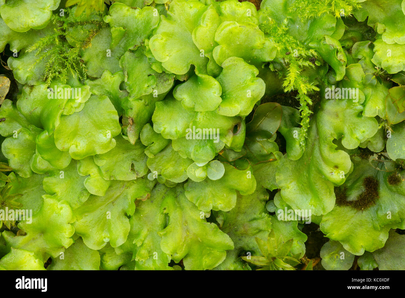 Liverwort, Pellia species, Whitelye Common, Monmouthshire Stock Photo