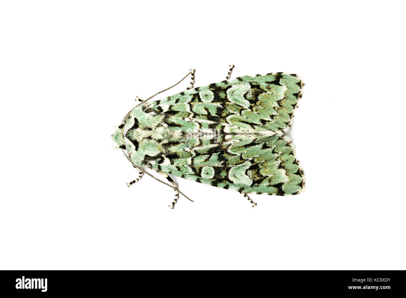 Merveille-du-Jour Moth, Dichonia aprilina, on a white background, Monmouthshire, September. Stock Photo
