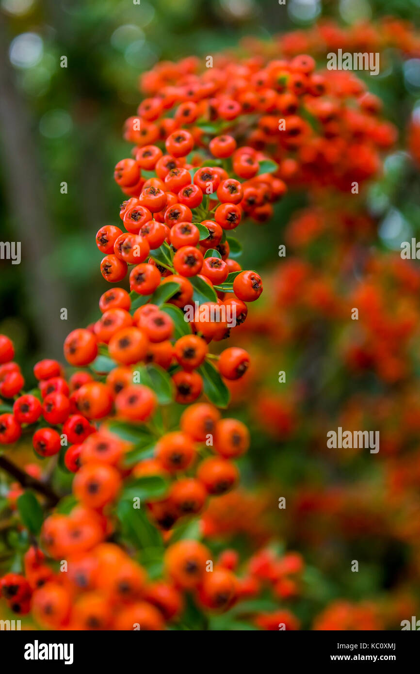 Close up view at winter berry tree Stock Photo Alamy
