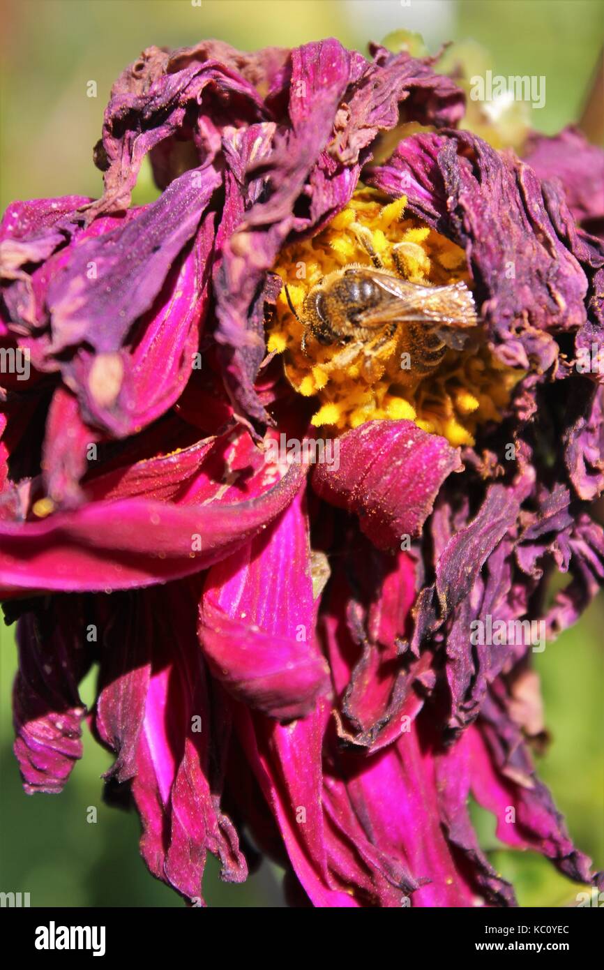 Bee collecting nectar from frost bitten flower Stock Photo