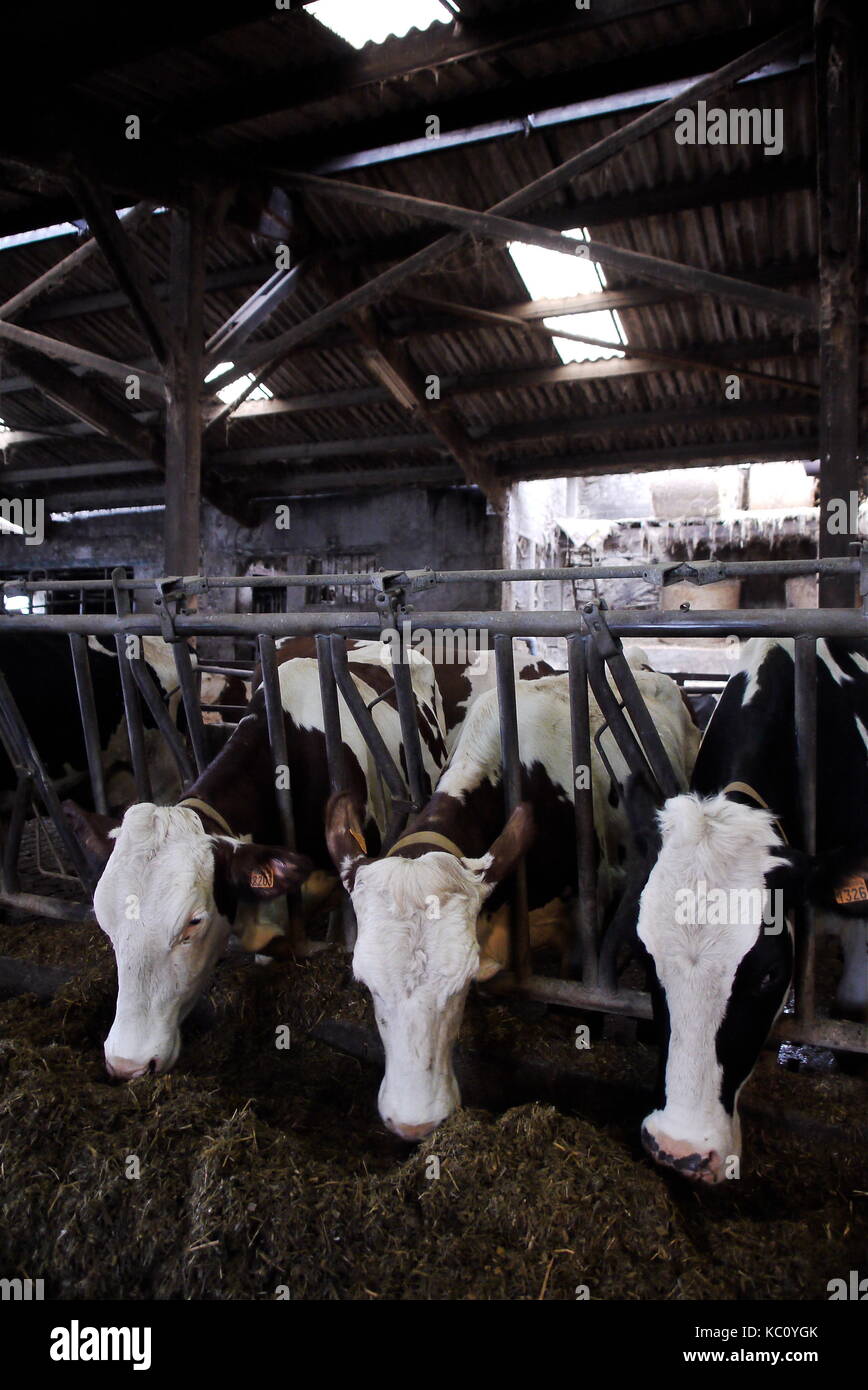French Cattle Farm High Resolution Stock Photography and Images Alamy