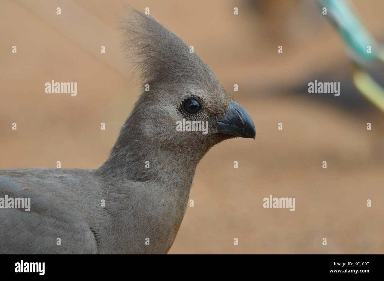Head shot of a Grey Go-Away bird - Pilanesberg National Park - South Africa Stock Photo