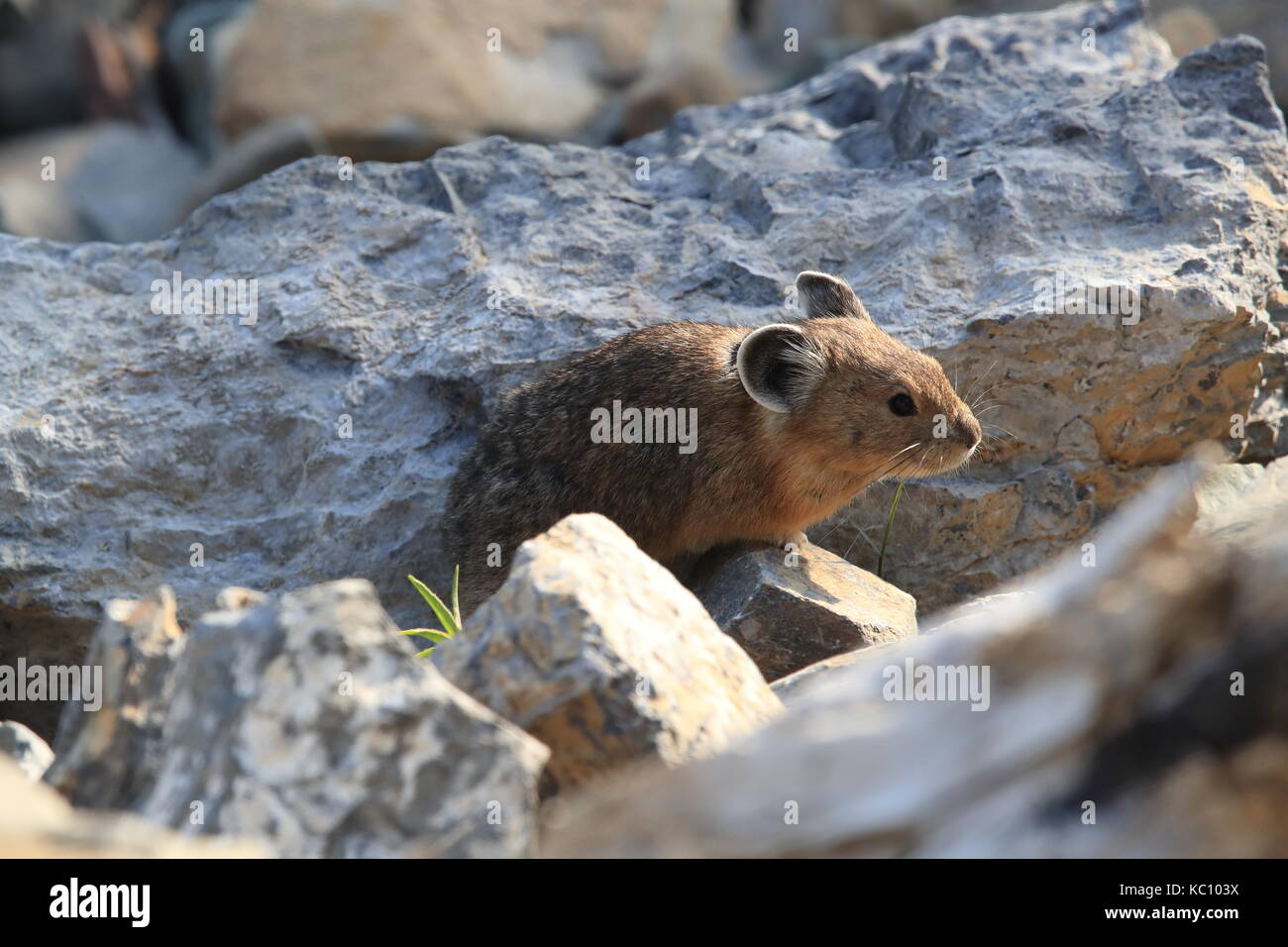 Pika Glacier NP Montana USA Stock Photo - Alamy