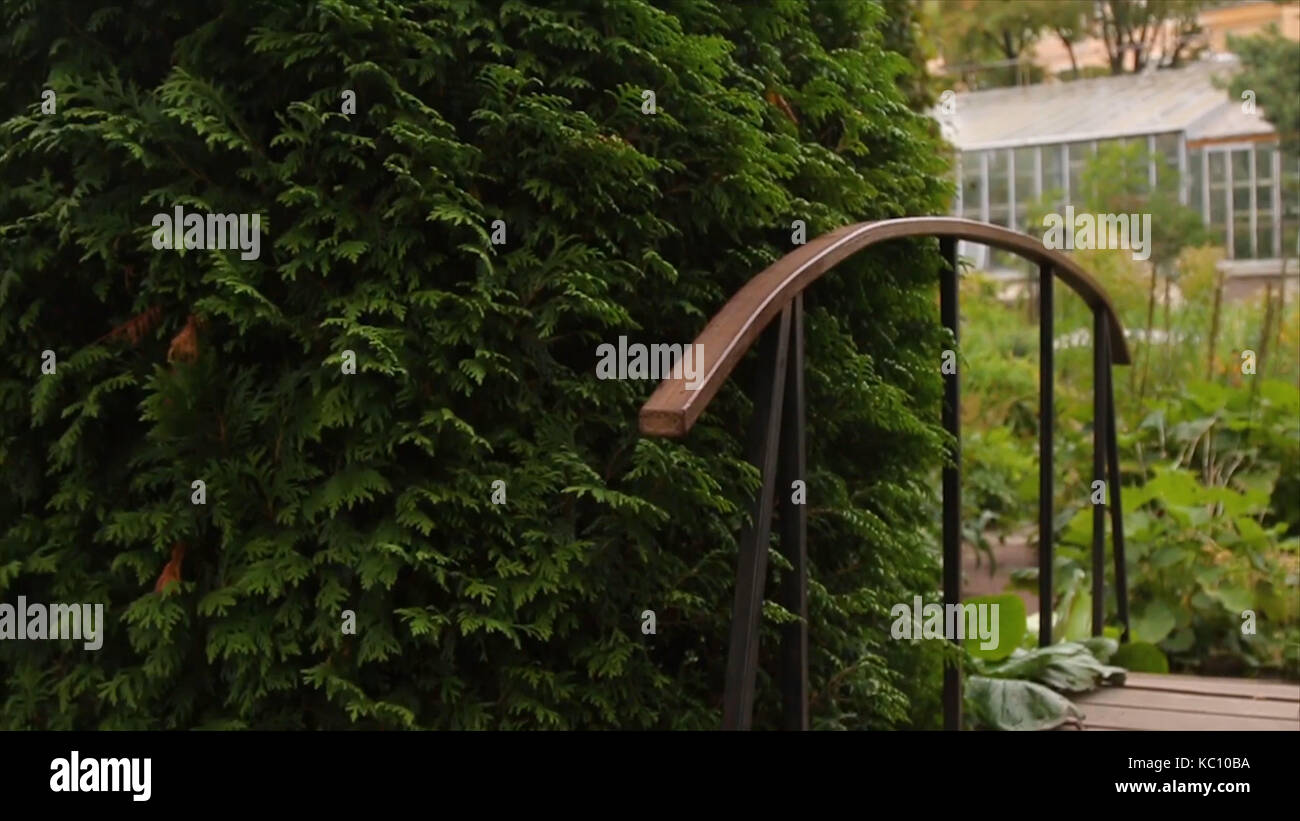 Plantes And Branches In The Yard Wooden Bridge In The Garden