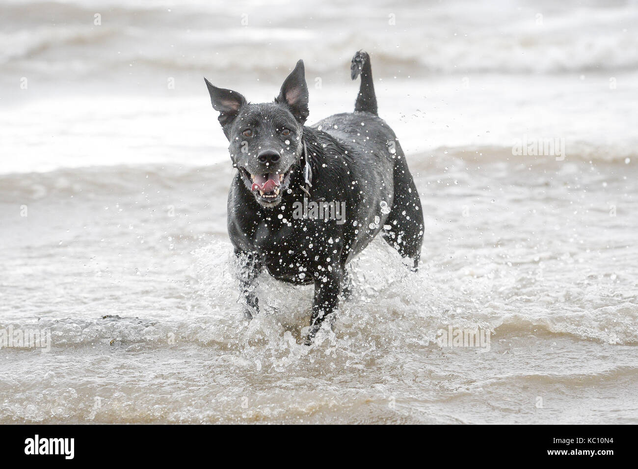 Dog walkers and their pets enjoy the full use of the beach at Barry