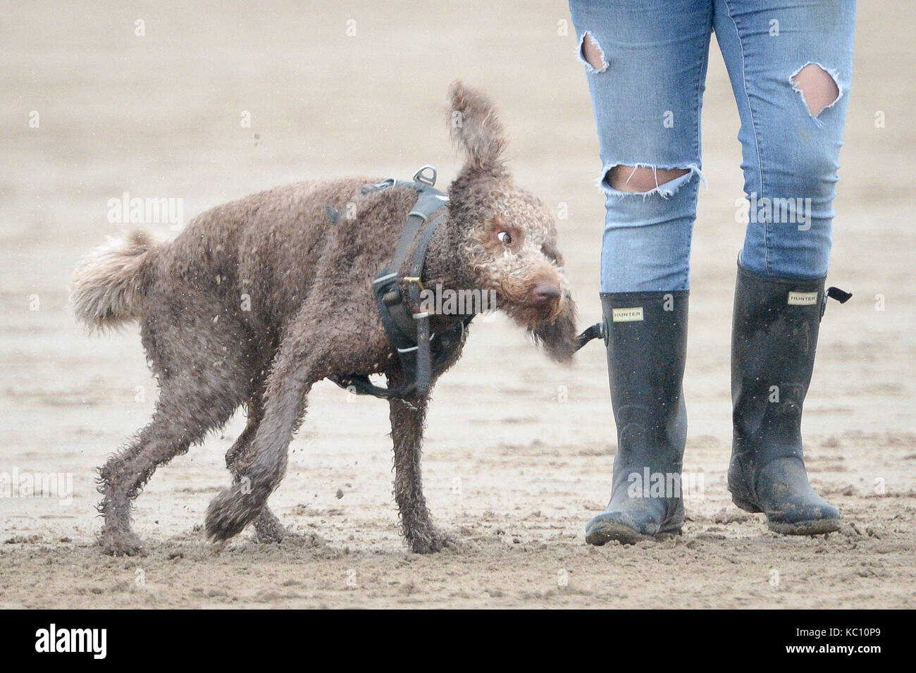 Dog walkers and their pets enjoy the full use of the beach at Barry