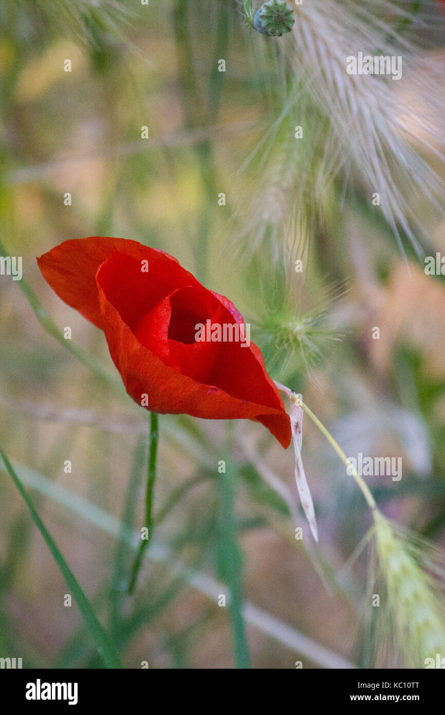 Title:Lonely red. A poppy on the sidewalk of the Adda river (Lodi,Italy) Stock Photo