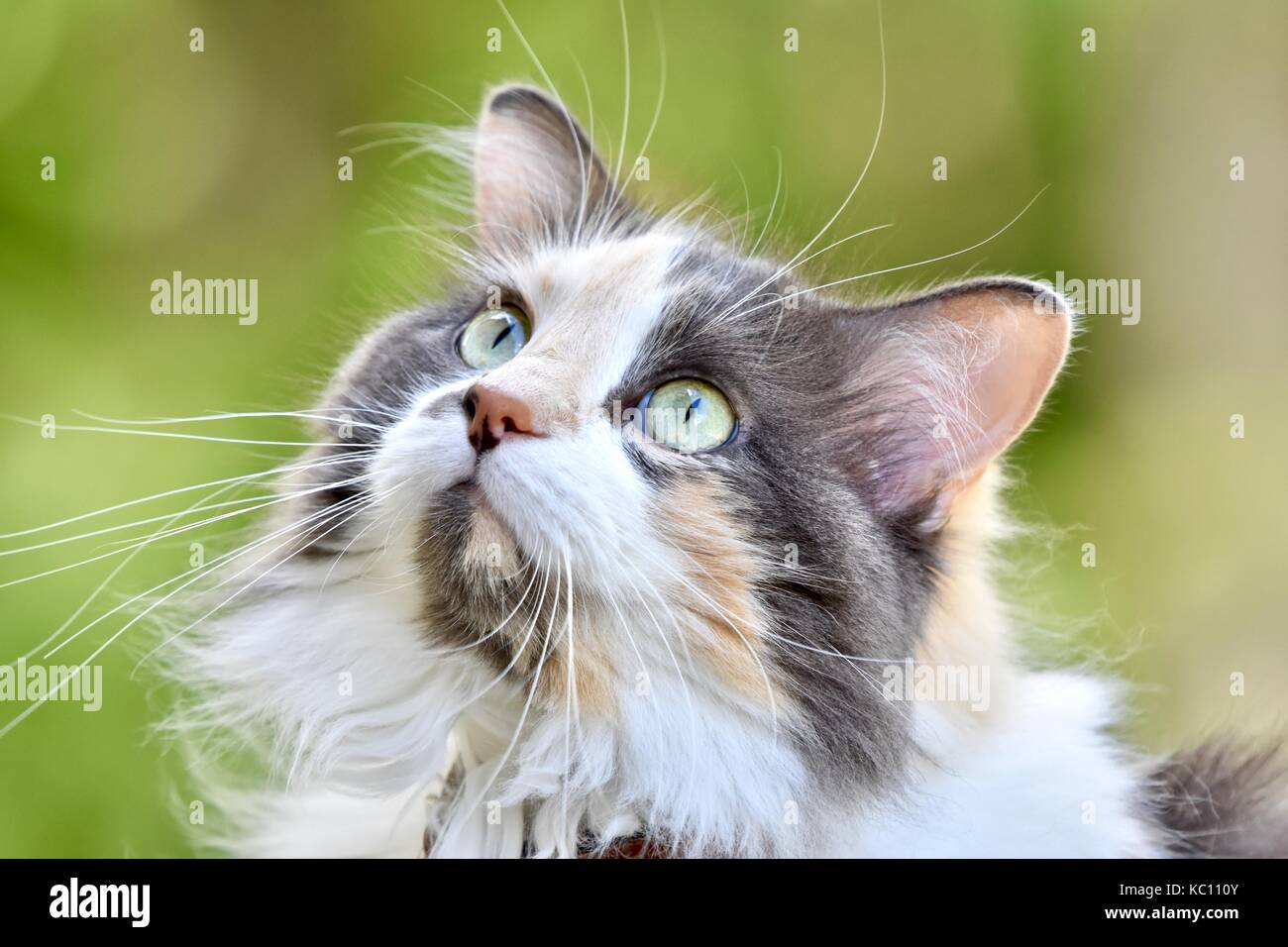 Long haired calico cat (Felis catus Stock Photo - Alamy