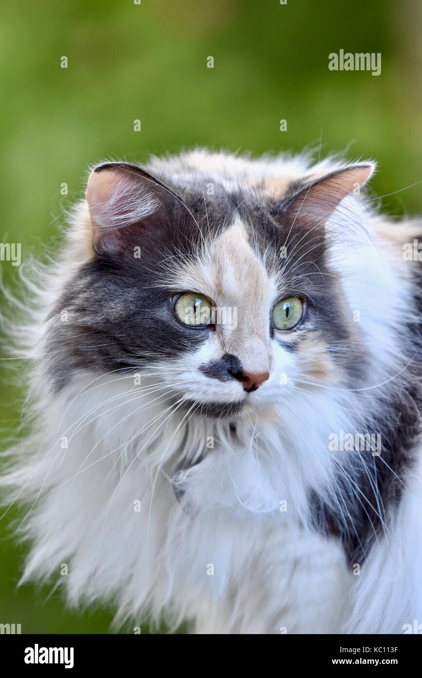 how long do long haired calico cats live
