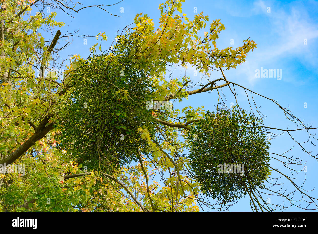 Mistletoe (Viscum album) on the branches of a maple, Kaliningrad, Russia, August Stock Photo