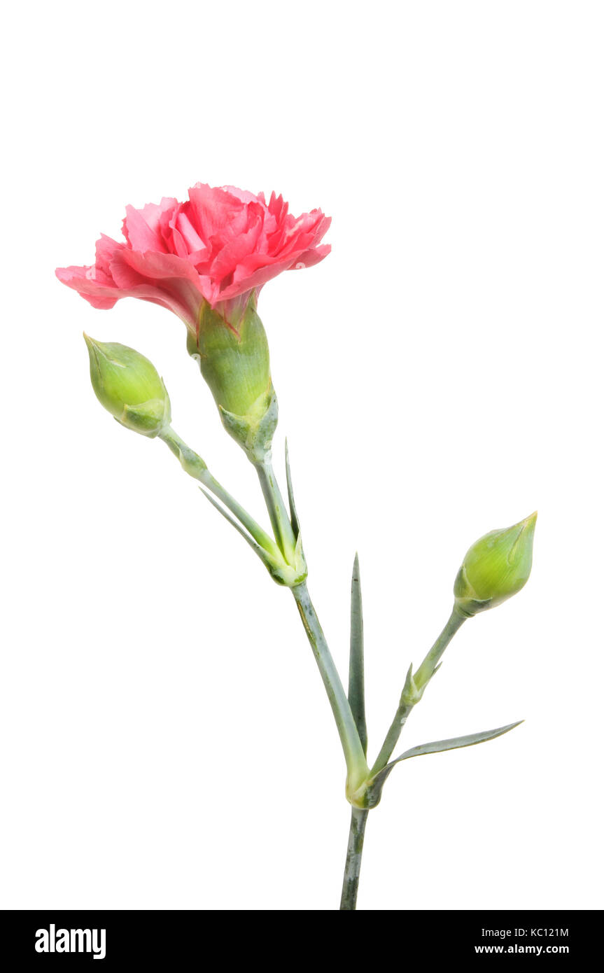 Pink carnation flower and buds isolated against white Stock Photo Alamy
