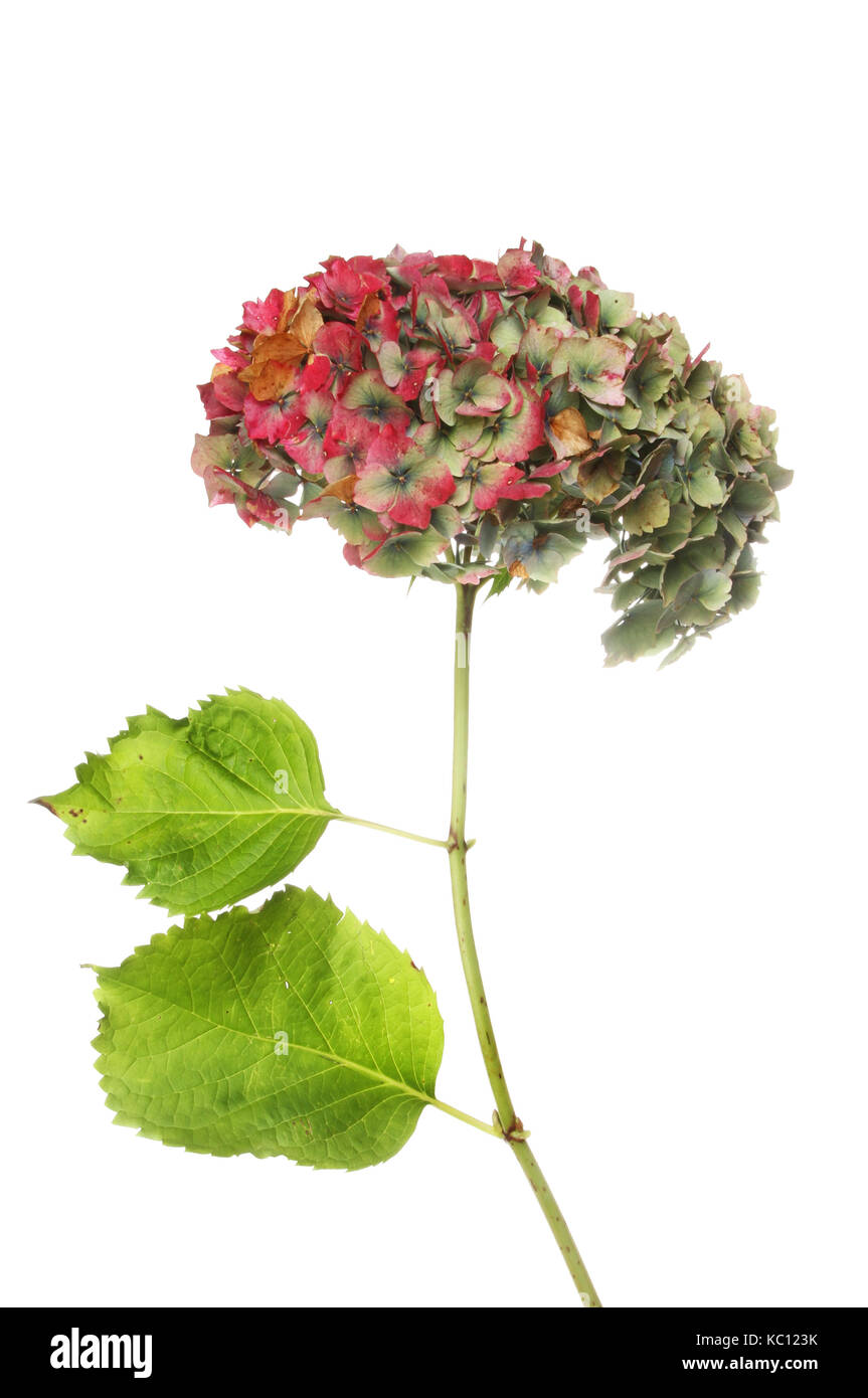 Fading hydrangea flower and foliage isolated against white Stock Photo