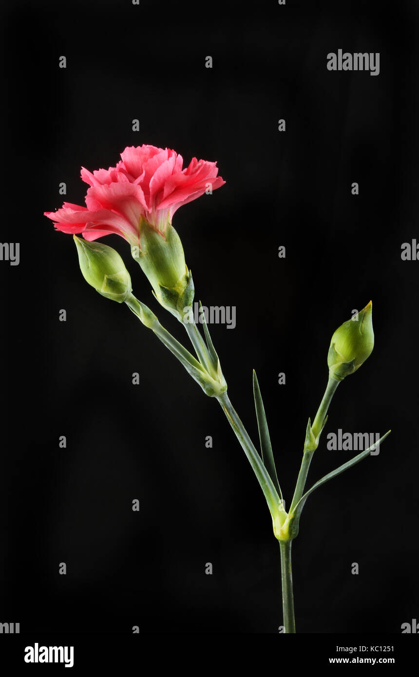 Pink carnation flower and buds isolated against black Stock Photo Alamy