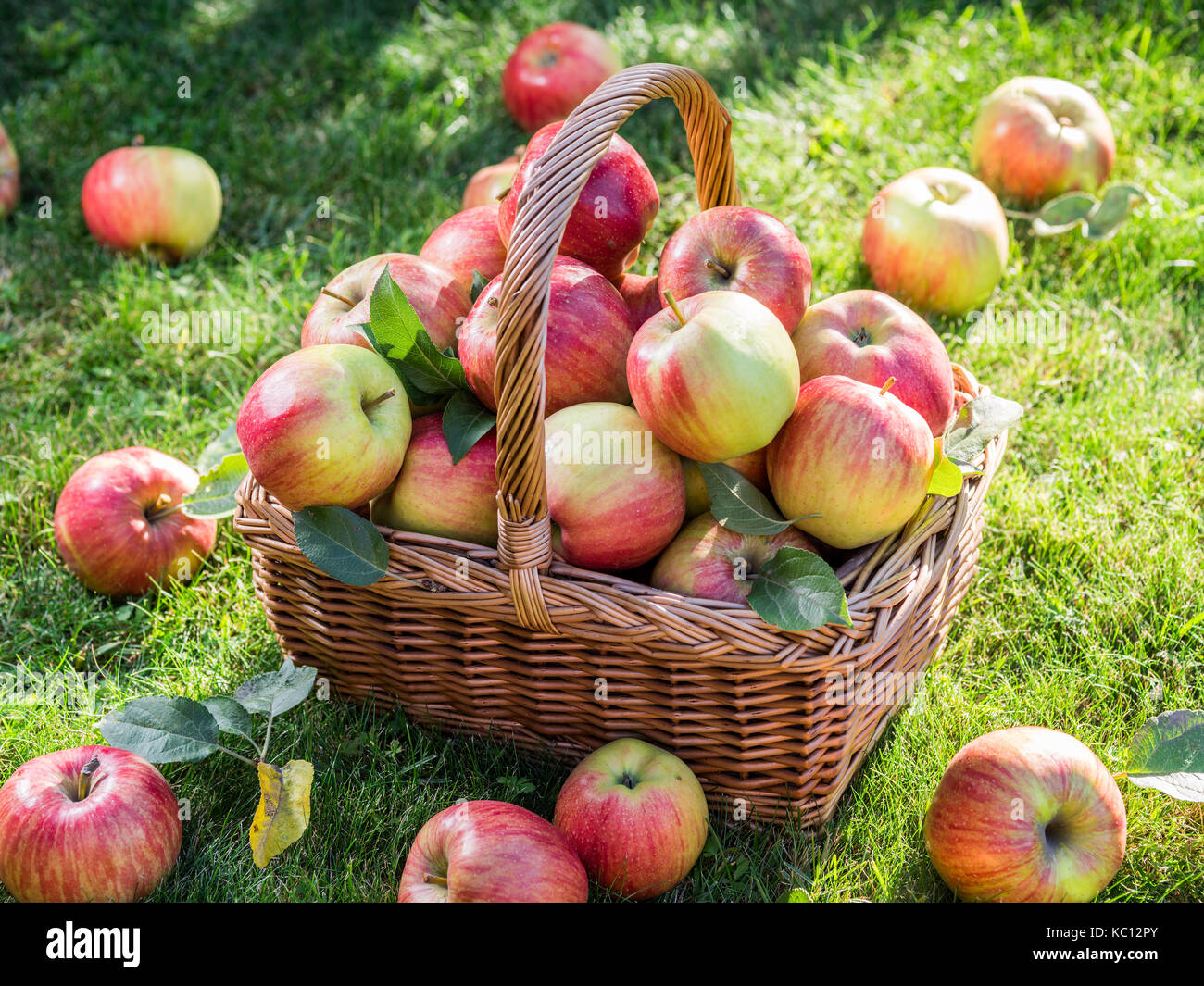 Apple harvest. Ripe red apples in the basket on the green grass Stock ...