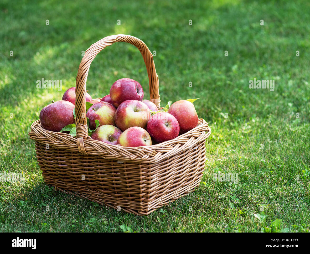 Apple harvest. Ripe red apples in the basket on the green grass Stock ...